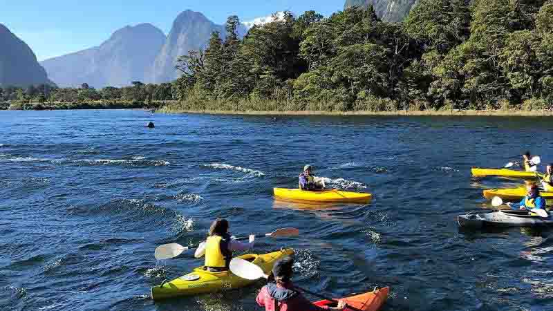Fiordland Discovery invites you to experience a truly luxurious overnight cruise within one of the most incredible wilderness regions in the world, Milford Sound.